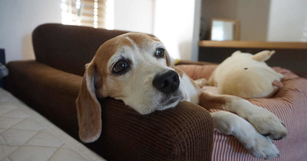 ビーグル犬は留守番が苦手 いいえ 長時間でも大丈夫ですよ ビーグル犬みょうちゃん