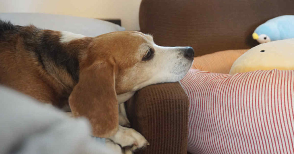 犬が退屈する理由とそれを止める方法