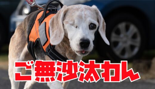 ご無沙汰しております！