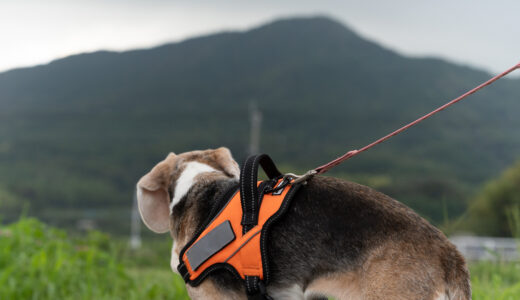 下のソーシャルリンクからフォロー